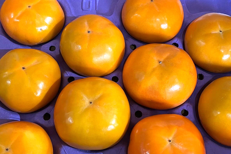 【2026年先行予約】富有柿 3L 10玉（1段） 柿 カキ かき フルーツ 果物 くだもの 産地直送 茨城県 石岡市 A44-003