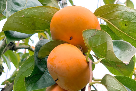 【2026年先行予約】富有柿 L 16玉 柿 カキ かき フルーツ 果物 くだもの 産地直送 茨城県 石岡市 A45-001