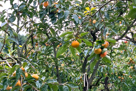 【2026年先行予約】富有柿 L 16玉 柿 カキ かき フルーツ 果物 くだもの 産地直送 茨城県 石岡市 A45-001