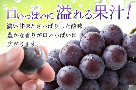 【2026年先行予約】ぶどう 定期便 3回 葡萄 ブドウ フルーツ 果物 くだもの 産地直送 茨城県 石岡市 A04-010
