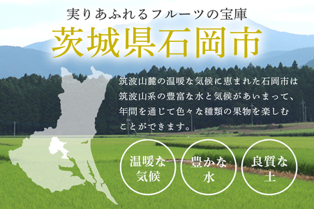 【2026年先行予約】ぶどう 定期便 3回 葡萄 ブドウ フルーツ 果物 くだもの 産地直送 茨城県 石岡市 A04-010
