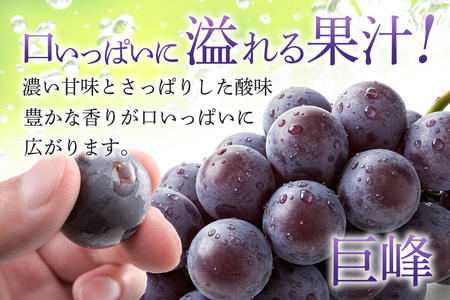 【2026年先行予約】ぶどう 定期便 2回 葡萄 ブドウ フルーツ 果物 くだもの 産地直送 茨城県 石岡市 A04-011