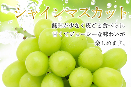 【2026年先行予約】ぶどう 定期便 2回 葡萄 ブドウ フルーツ 果物 くだもの 産地直送 茨城県 石岡市 A04-011