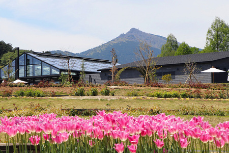 いちご 「いばらキッス」 2p & 「みくのか」 2p 計4p イチゴ 苺 フルーツ 果物 くだもの 旬 産地直送 茨城県 石岡市 A28-010