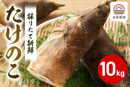 【2026年先行予約】採りたて新鮮タケノコ A46-001