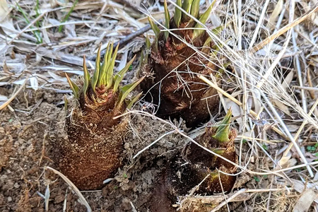 【2026年先行予約】採りたて新鮮タケノコ A46-001