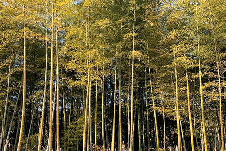 【2026年先行予約】採りたて新鮮タケノコ A46-001