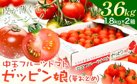 中玉フルーツトマトゼッピン娘1.8kg ×2箱 《 90日以内に発送（土日祝除く）》茨城県結城市トマトトマトトマトトマト