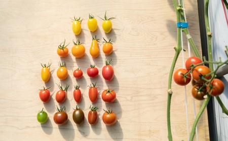 黄色いフルーツトマト「ティポ」＆カラフルトマトMIX　計1.8kg（1箱） ジャム さっぱり 黄色いトマト カラフル 詰め合わせ 食べくらべ 個性豊か