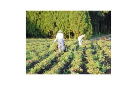 ピーナッツクリーム ～濃厚でなめらか～贅沢な手作り3個セット | ﾋﾟｰﾅｯﾂｸﾘｰﾑ 落花生