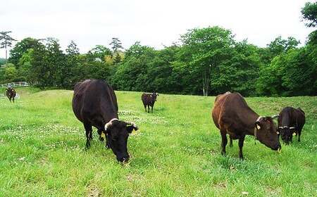 【レンジで簡単!お肉屋さんの手作りハンバーグ(常陸牛入り)】7個【配送不可地域：離島】【ハンバーグ 冷凍 電子レンジ ハンバーグ 真空 小分け 個包装 肉汁たっぷり ハンバーグ 大容量 国産 合挽き ハンバーグ 牛肉 豚肉 ハンバーグ お弁当 おかず 惣菜 晩ごはん ハンバーグ 贅沢 人気 肉 にく ミート ハンバーグ】