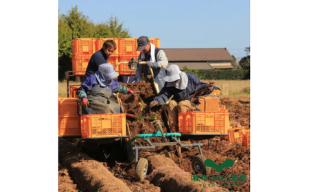 干し芋 紅はるか 300g | 干し芋 干し芋 干し芋 干し芋 干し芋