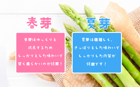 アスパラガス 1kg S～2Lサイズ ( ふぞろい )  朝採り アスパラガス 春芽【先行受付】【26年3月下旬～5月発送】