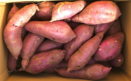 さつまいも 紅はるか 5kg 年内までに出荷 訳あり さつまいも