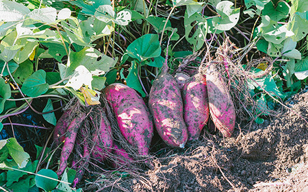 さつまいも 紅はるか 10kg 年内までに出荷 訳あり さつまいも