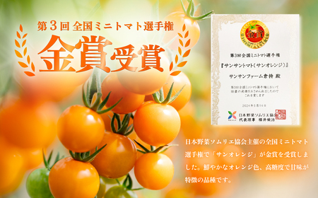 ミニトマト食べ比べ 1kg 1月以降順次発送【ミニトマト選手権金賞】