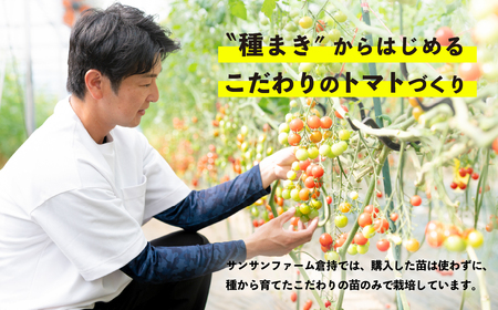 ミニトマト食べ比べ 1kg 1月以降順次発送【ミニトマト選手権金賞】