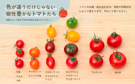 ミニトマト食べ比べ 1kg 1月以降順次発送【ミニトマト選手権金賞】