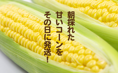 訳あり とうもろこし 先行予約  R8 下妻産 朝採り おおもの 約6kg 