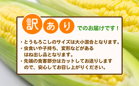 訳あり とうもろこし 先行予約  R8 下妻産 朝採り おおもの 約6kg 