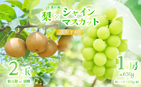 シャインマスカット & 梨 セット (新高梨 or 新興) 先行予約 R8年産 シャインマスカット