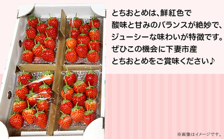 いちご とちおとめ 2L～3L 約1kg いちご 下妻市産 本州のみ配送