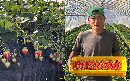 いちご とちおとめ 2L～3L 約1kg いちご 下妻市産 本州のみ配送