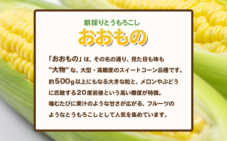 とうもろこし 先行予約 朝採り 約6kg （ おおもの ）2026年7月上旬 ～ 8月中旬頃