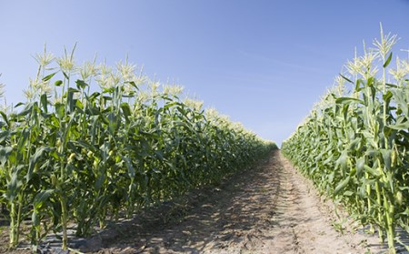 とうもろこし 先行予約 朝採り 約6kg （ おおもの ）2026年7月上旬 ～ 8月中旬頃