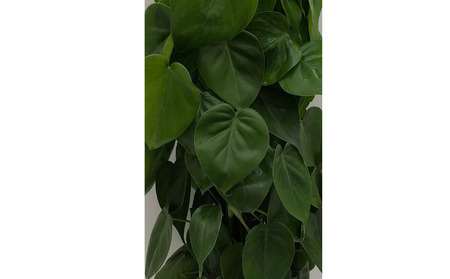 オキシカルジュームグリーン ヘゴ仕立て 6号鉢