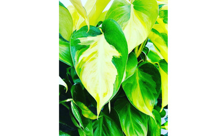 オキシカルジューム ブラジル ヘゴ仕立て ６号鉢