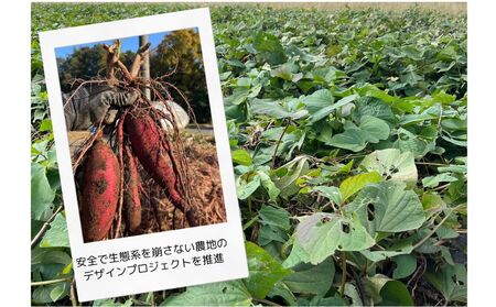 【人気定番品A】干し芋 蜜千姫 100gx3p