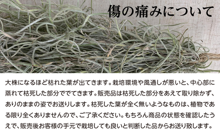 国産スパニッシュモス 太葉 100g