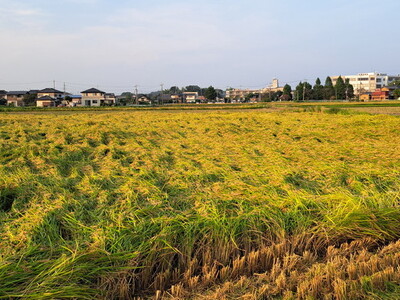 令和7年産 コシヒカリ5kg 精米 常総市産◇