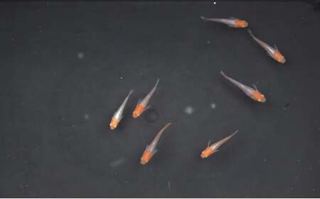 下総めだかの学校厳選!紅銀(べにぎん)2ペア4匹