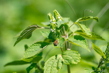 完全自家栽培 常陸圀えごま油(140g×1本 ギフトBOX入り) | えごま油
