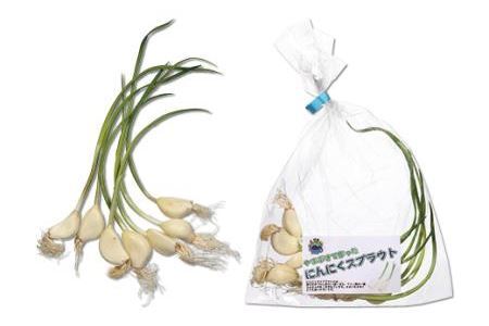 【カレー】にんにくスプラウトカレー 4食