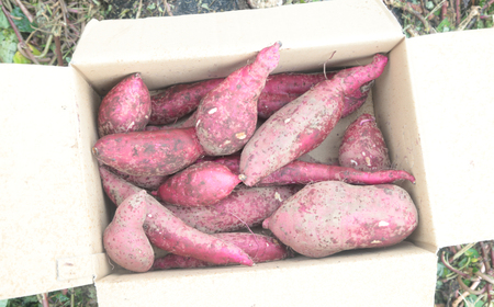【さつまいも】訳あり さつまいも 2kg｜常陸太田市
