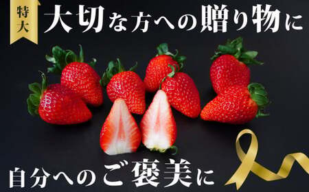 特大サイズ いちご いばらキッス 12粒 （約420g）産地直送いちご