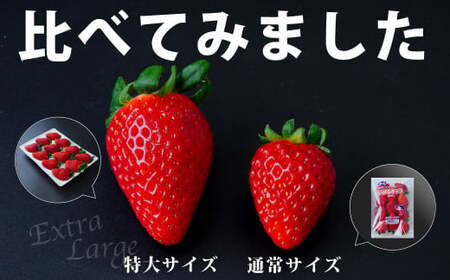 特大サイズ いちご いばらキッス 12粒 （約420g）産地直送いちご