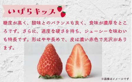 いちご 平詰めデラックス いばらキッス 約280g×2パック 1箱