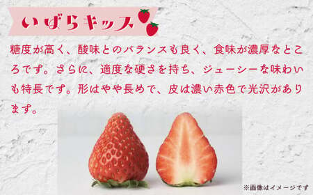 いちごグランプリ大賞受賞 完熟いちご4パック