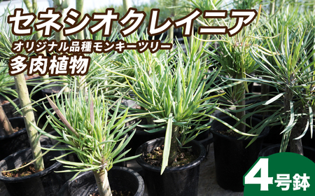 観葉植物 4号鉢 セネシオクレイニア（モンキーツリー）観葉植物
