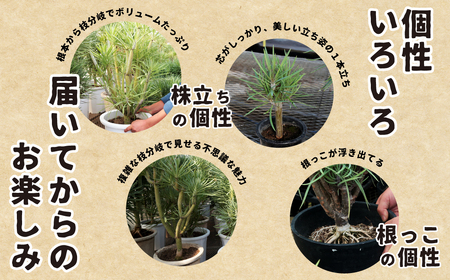 観葉植物 4号鉢 セネシオクレイニア（モンキーツリー）観葉植物