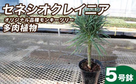 観葉植物 5号鉢 セネシオクレイニア（モンキーツリー）｜ 観葉植物