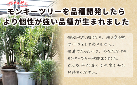 観葉植物 5号鉢 セネシオクレイニア（モンキーツリー）｜ 観葉植物