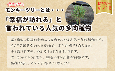 観葉植物 5号鉢 セネシオクレイニア（モンキーツリー）｜ 観葉植物