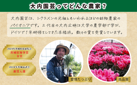 観葉植物 5号鉢 セネシオクレイニア（モンキーツリー）｜ 観葉植物