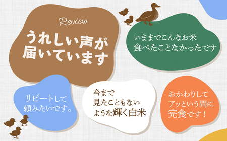 白米5kg 2週間以内発送 ミルキークイーン 低アミロース つくばの星