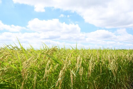 【米】定期便 令和7年産 米 コシヒカリ10kg(全3回)